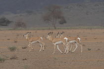 Four Sommerring's gazelles (Nanger soemmerringii) male, walking across desert landscape, Dorra, Republic of Djibouti.