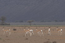 Group of Sommerring's gazelles (Nanger soemmerringii) male, in desert landscape, Dorra, Republic of Djibouti.