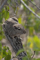 Speke's pectinator (Pectinator spekei) resting on branch, Randa, Republic of Djibouti.