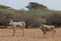 Somalian wild ass (Equus africanus somaliensis) and East African oryx (Oryx beisa) portrait, Refuge Decan, Republic of Djibouti. Critically endangered / Endangered.