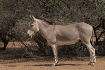 Somalian wild ass (Equus africanus somaliensis) portrait, Refuge Decan, Republic of Djibouti. Critically endangered.