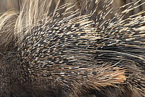 Crested porcupine (Hystrix cristata) quills detail, Refuge Decan, Republic of Djibouti.