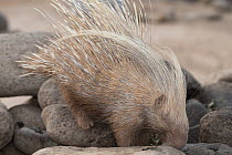 Crested porcupine (Hystrix cristata) leucistic, climbing over rocks, Refuge Decan, Republic of Djibouti.