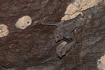 Two African sheath-tailed bats (Coleura afra) roosting on rock, Bankouale, Republic of Djibouti.