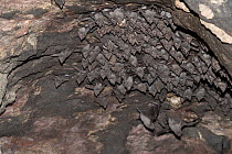 African sheath-tailed bat (Coleura afra) colony roosting, Bankouale, Republic of Djibouti, Africa