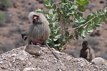 Hamadryas baboon (Papio hamadryas) male, sitting on rock, Tadjoura, Republic of Djibouti.