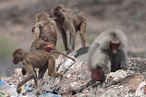 Hamadryas baboons (Papio hamadryas) foraging on rubbish dump, Tadjoura, Republic of Djibouti.