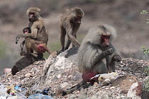 Hamadryas baboons (Papio hamadryas) foraging on rubbish dump, Tadjoura, Republic of Djibouti.
