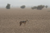Golden jackal (Canis aureus) standing in desert landscape with heat haze, Dorra, Republic of Djibouti.
