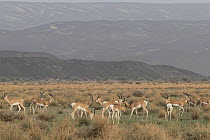 Sommerring's gazelle (Nanger soemmerringii) herd in grassland, Dorra, Republic of Djibouti.