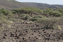 Salt's dik-dik (Madoqua saltiana) standing in shade under tree in desert landscape, Djalelo, Republic of Djibouti.