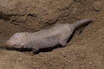 Naked mole-rat (Heterocephalus glaber) in sand, captured for a research program and to be released, Assamo, Republic of Djibouti. Captive.