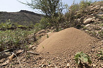 Naked mole-rat (Heterocephalus glaber) mound in sand, Assamo, Republic of Djibouti.