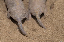 Two Naked mole-rats (Heterocephalus glaber) in sand, captured for a research program and to be released, Assamo, Republic of Djibouti. Captive.