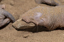 Naked mole-rat (Heterocephalus glaber) in sand holding a stone in mouth, captured for a research program and to be released, Assamo, Republic of Djibouti. Captive.