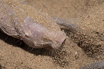 Naked mole-rat (Heterocephalus glaber) in sand, captured for a research program and to be released, Assamo, Republic of Djibouti. Captive.