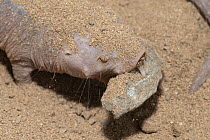 Naked mole-rat (Heterocephalus glaber) in sand holding a stone in mouth, captured for a research program and to be released, Assamo, Republic of Djibouti. Captive.