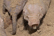 Naked mole-rats (Heterocephalus glaber) in sand, captured for a research program and to be released, Assamo, Republic of Djibouti. Captive.
