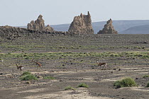 Three Pelzen's gazelles (Gazella dorcas pelzeni) in desert landscape, Lac Abbe, Republic of Djibouti.