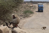 Hamadryas baboon (Papio hamadryas) male, sitting on boulders along roadside with truck in background and another baboon crossing the road, Dikhil, Republic of Djibouti.