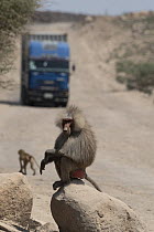 Hamadryas baboon (Papio hamadryas) male, sitting on boulders along roadside with truck in background, Dikhil, Republic of Djibouti.