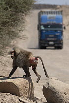 Hamadryas baboon (Papio hamadryas) male, climbing over boulders along roadside with truck in background, Dikhil, Republic of Djibouti.