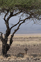 Pelzen's gazelle (Gazella dorcas pelzeni) resting in shade under tree in grassland, Grand Barra, Republic of Djibouti.