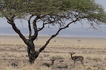 Two Pelzen's gazelles (Gazella dorcas pelzeni) resting in shade under tree in grassland, Grand Barra, Republic of Djibouti.