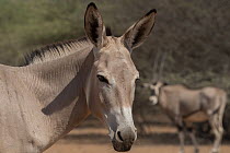 Somalian wild ass (Equus africanus somaliensis) head portrait, Refuge Decan, Republic of Djibouti. Critically endangered.