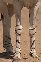 Somalian wild ass (Equus africanus somaliensis) legs detail, Refuge Decan, Republic of Djibouti. Critically endangered.