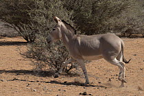 Somalian wild ass (Equus africanus somaliensis) running over sandy ground, Refuge Decan, Republic of Djibouti. Critically endangered.