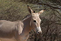 Somalian wild ass (Equus africanus somaliensis) portrait, Refuge Decan, Republic of Djibouti. Critically endangered.