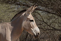 Somalian wild ass (Equus africanus somaliensis) head portrait, Refuge Decan, Republic of Djibouti. Critically endangered.