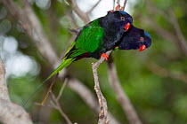 Papuan lorys (Charmosyna papou golathina) pair, perched side by side on branch, New Guinea.