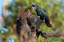 Palm cockatoo (Probosciger aterrimus aterrimus) perched on tree stump, Iron Range National Park, Cape York, Queensland, Australia.