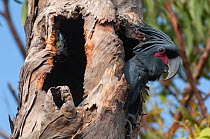 Palm cockatoo (Probosciger aterrimus aterrimus) perched in tree hole calling, Iron Range National Park, Cape York, Queensland, Australia.