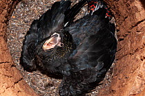 Red-tailed cockatoo (Calyptorhynchus banksii) chick, aged 8 weeks, sitting in nest hole looking up, John Meppem Aviculture, Moree, New South Wales, Australia. Captive.