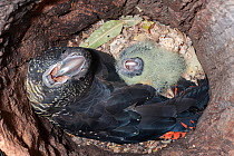 Red-tailed cockatoo (Calyptorhynchus banksii) female in nest hole with chick, looking up, Western Australia.