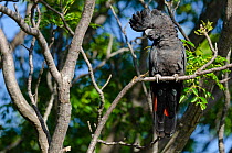 Forest red-tailed cockatoo (Calyptorhynchus banksii naso) male, perched on branch, Perth, Western Australia.