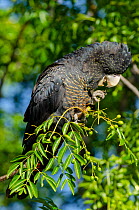 Forest red-tailed cockatoo (Calyptorhynchus banksii naso) female, perched on branch feeding on berries, Perth, Western Australia.