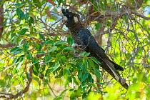 Baudin's cockatoo (Calyptorhynchus baudinii) perched in tree feeding, Margaret River, Western Australia. Critically endangered.