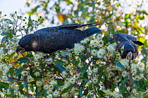 Two Baudin's cockatoos (Calyptorhynchus baudinii) perched in bush feeding on flowers, Margaret River, Western Australia. Critically endangered.