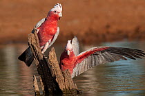 Two Galahs (Eolophus roseicapilla) perched on tree stump at water's edge, one spreading its wings, Dajarra, Queensland, Australia.