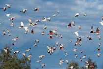 Galah (Eolophus roseicapilla) flock in flight, Tamworth, New South Wales, Australia.