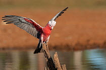 Galah (Eolophus roseicapilla) perched on tree stump at water's edge, spreading its wings, Dajarra, Queensland, Australia.