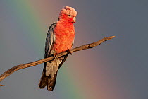 Galah (Eolophus roseicapilla) perched on branch with rainbow behind, Wannoo, Billabong Roadhouse, Western Australia.
