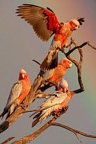 Four Galahs (Eolophus roseicapilla) perched on branch, one spreading its wings, with rainbow behind, Wannoo, Billabong Roadhouse, Western Australia.