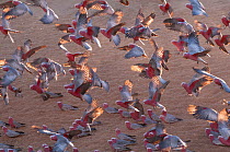 Galah (Eolophus roseicapilla) flock taking flight, Walgett, New South Wales, Australia.