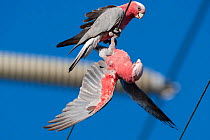 Two Western galahs (Eolophus roseicapilla roseicapilla) playing on a telephone wire, Perth, Western Australia.