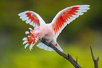 Pink cockatoo (Cacatua leadbeateri) perched on branch displaying, Eyre bird observatory, Nullarbor, Western Australia.